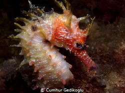 Hippocampus guttulatus
Speckled Seahorse by Cumhur Gedikoglu 